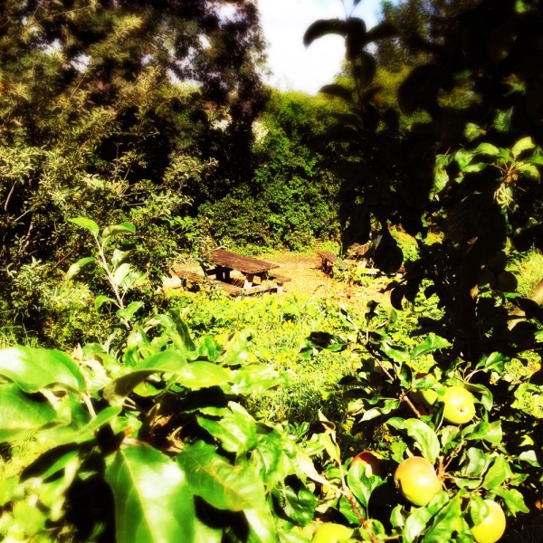 COMMUNITY ORCHARD